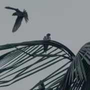 Imagem recente de essence