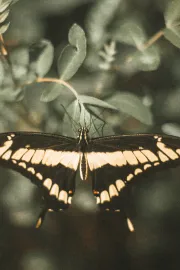 Imagem recente de fabiano