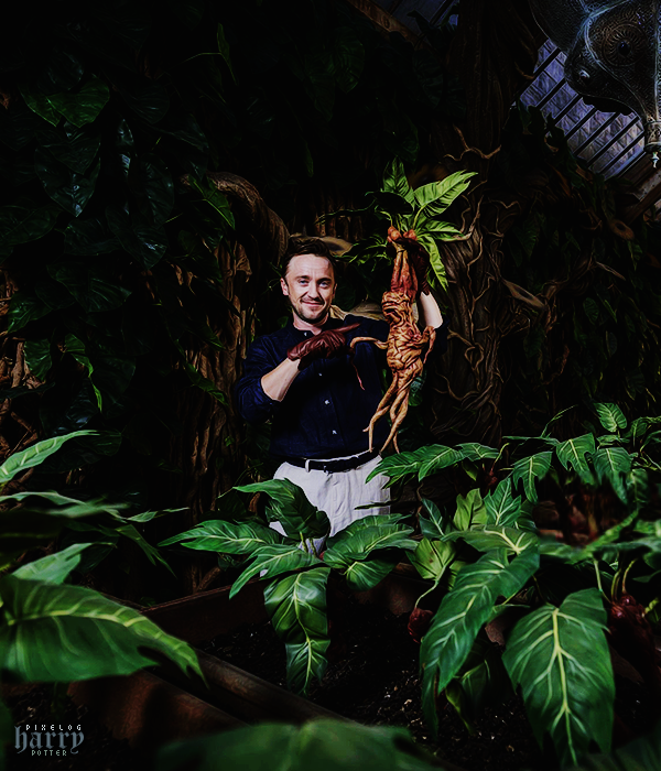 Foto de harry_potter