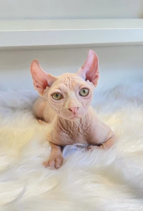 Imagem recente de itallo