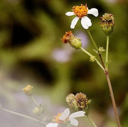 Imagem recente de leocerutti