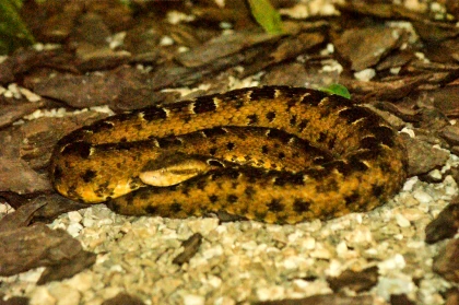 Imagem recente de saudade