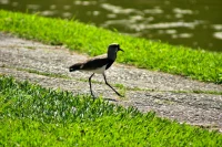 Imagem recente de saudade