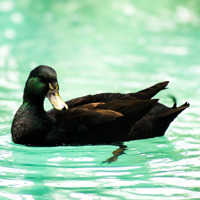 Imagem recente de saudade