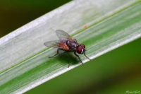 Imagem recente de saudade