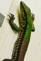 Imagem recente de saudade