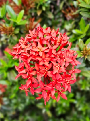 Imagem recente de saudade