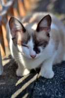 Imagem recente de saudade