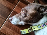 Imagem recente de saudade