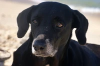 Imagem recente de saudade