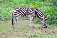 Imagem recente de saudade