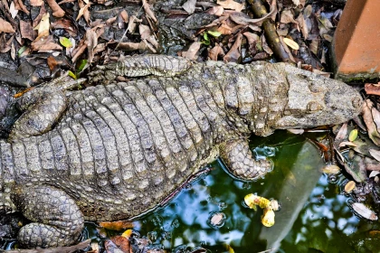 Imagem recente de saudade