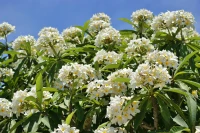 Imagem recente de saudade