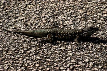 Imagem recente de saudade