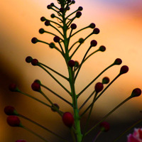 Imagem recente de saudade