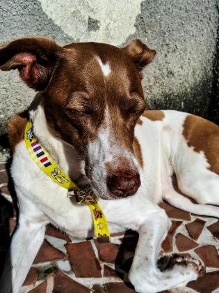 Imagem recente de saudade