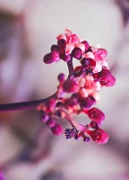 Imagem recente de saudade