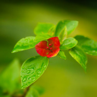 Imagem recente de saudade