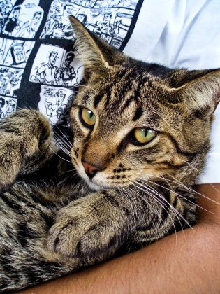 Imagem recente de saudade