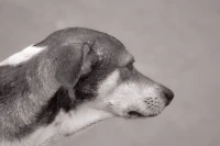 Imagem recente de saudade