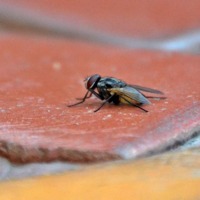 Imagem recente de saudade