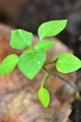 Imagem recente de saudade