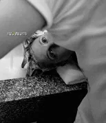 Imagem recente de williams